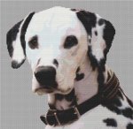 Dalmatian 3 (image for) Dalmatian 3